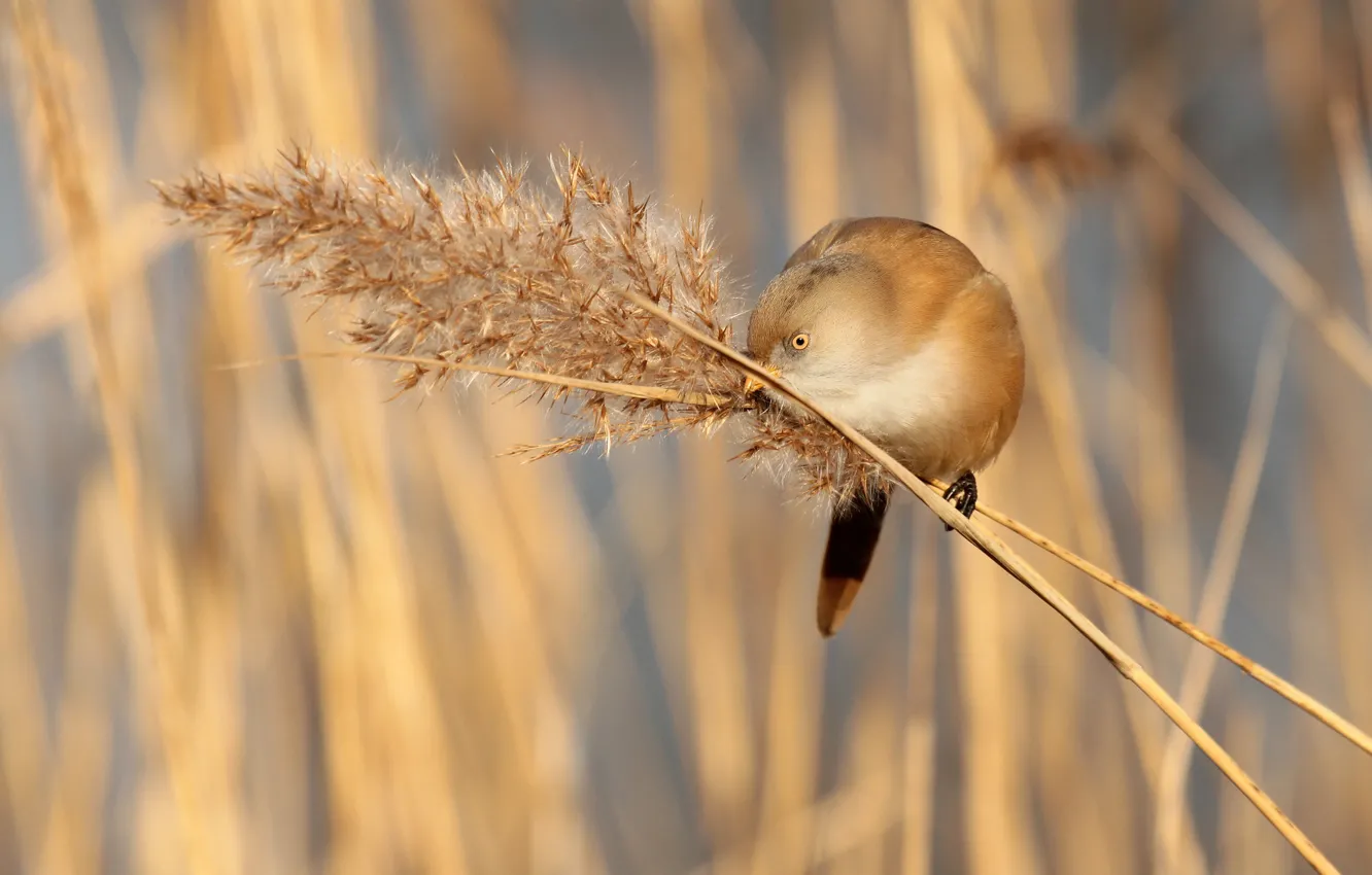 Photo wallpaper grass, branches, bird, panicles, Bearded Tits