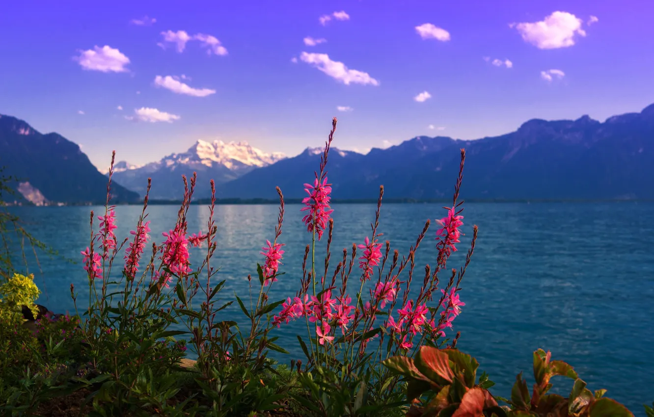 Photo wallpaper flowers, mountains, lake