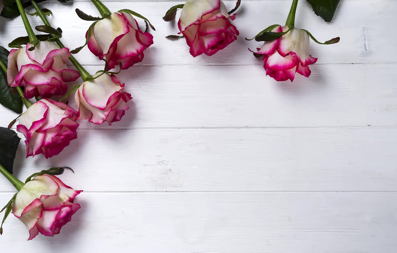Photo wallpaper flowers, roses, pink, pink, flowers, beautiful, roses