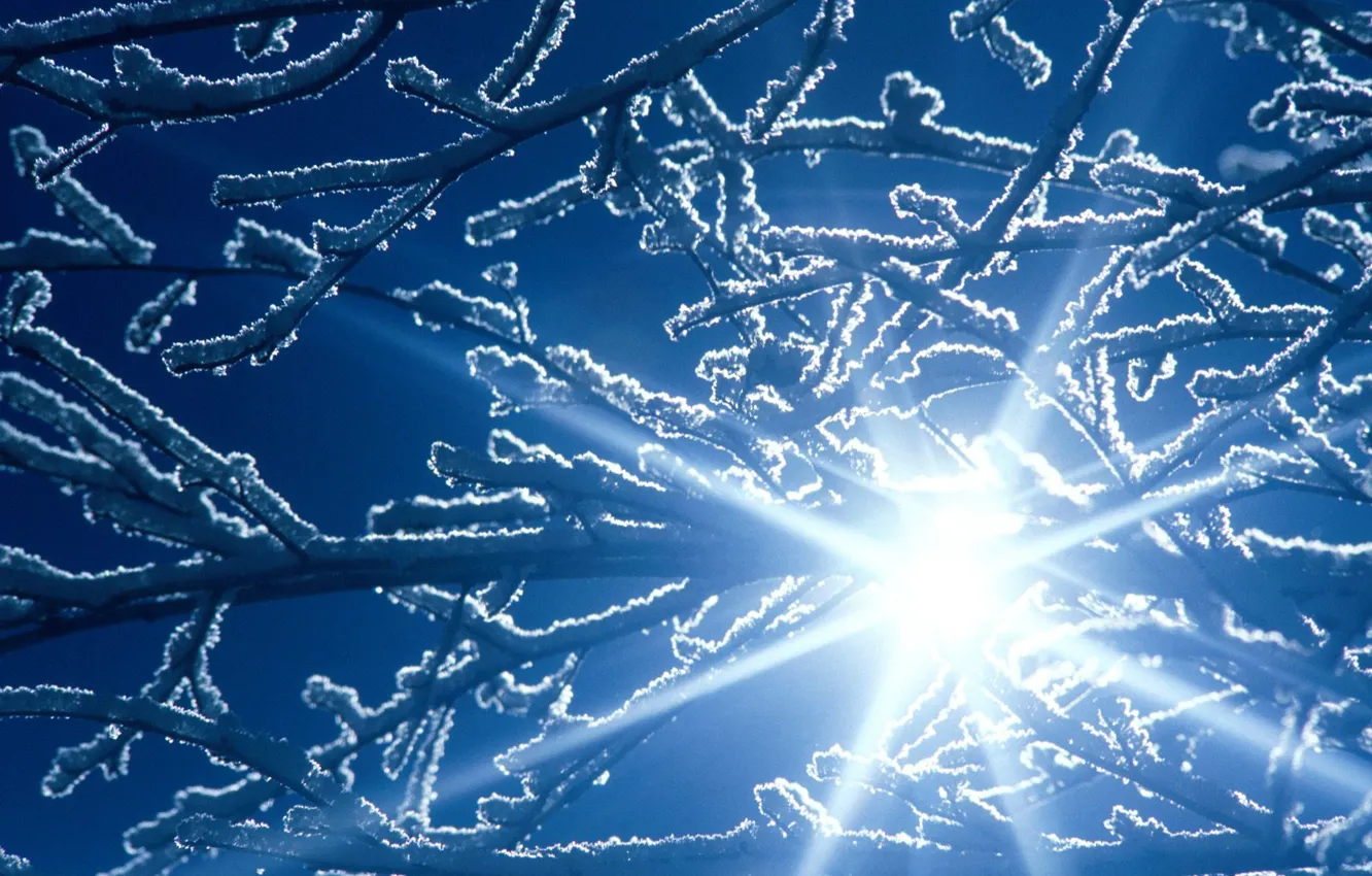 Photo wallpaper light, snow, branches