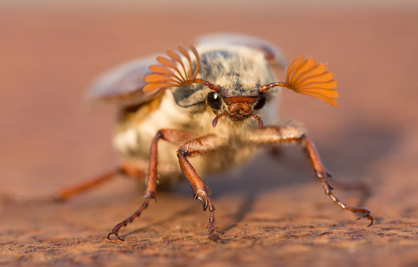 Photo wallpaper macro, background, beetle, insect, chafer, may