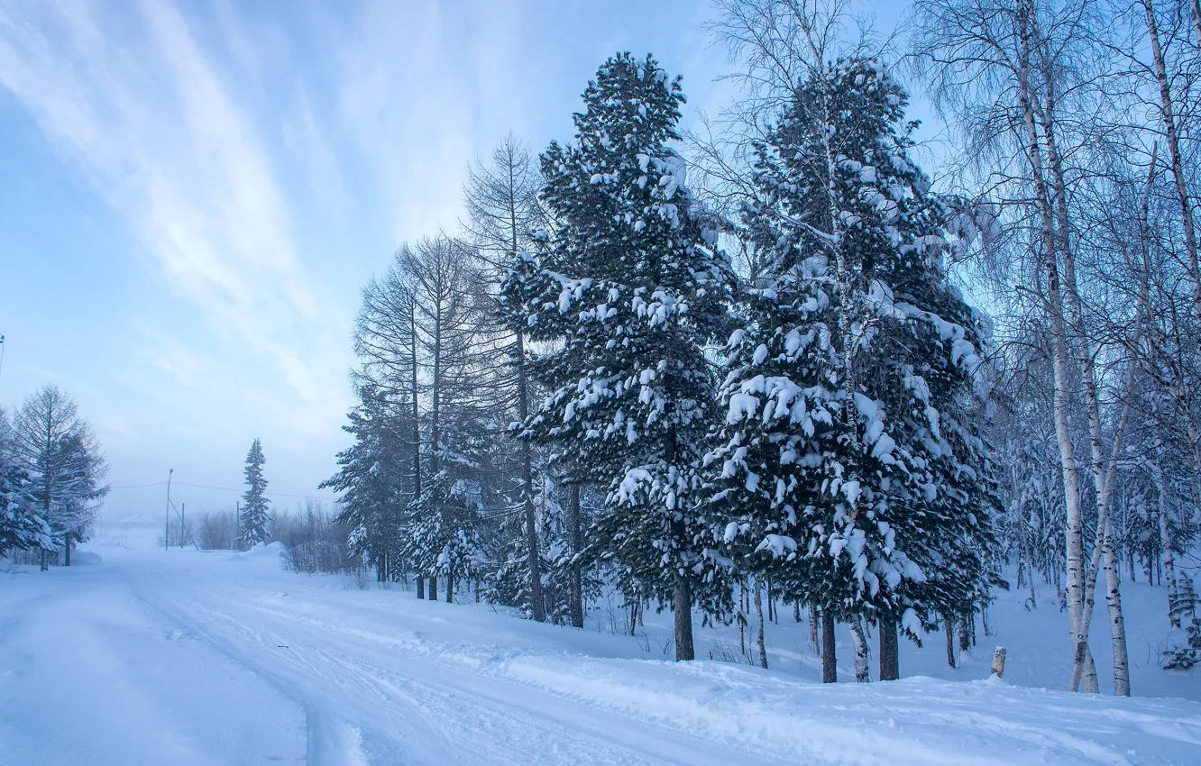 Photo wallpaper Nature, Winter, Trees, Snow, Spruce