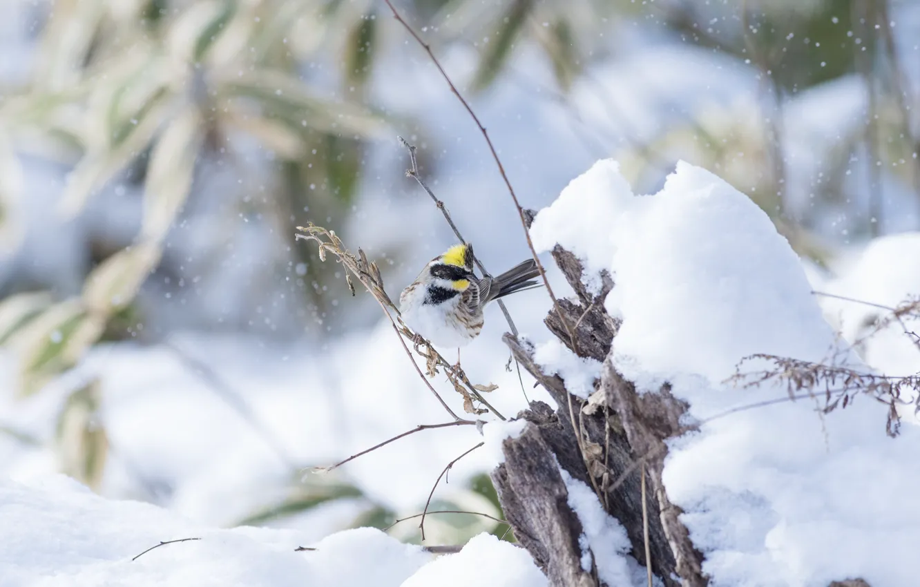 Photo wallpaper winter, leaves, snow, branches, nature, stump, the snow, bird