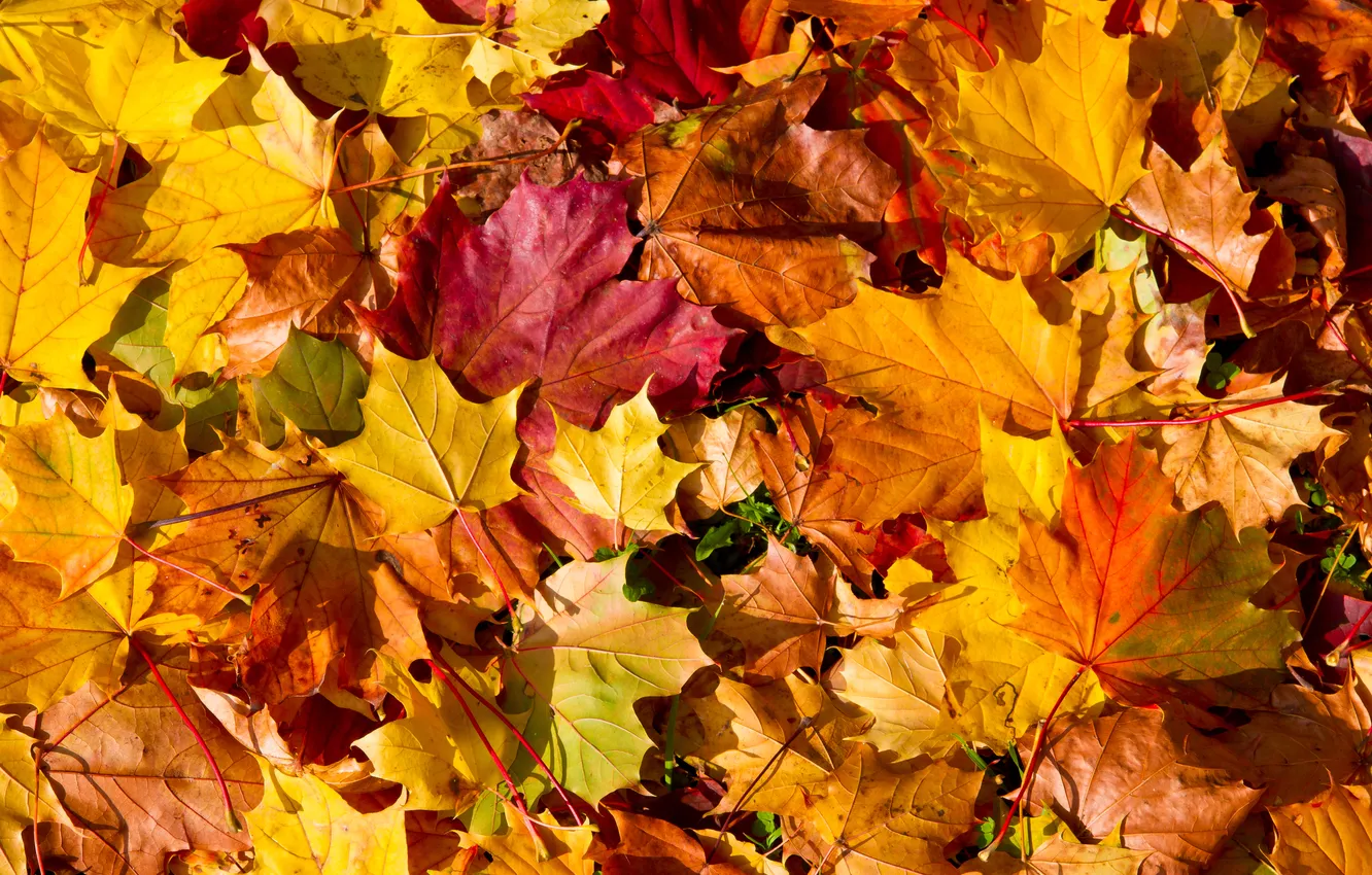 Photo wallpaper autumn, leaves, autumn, leaves