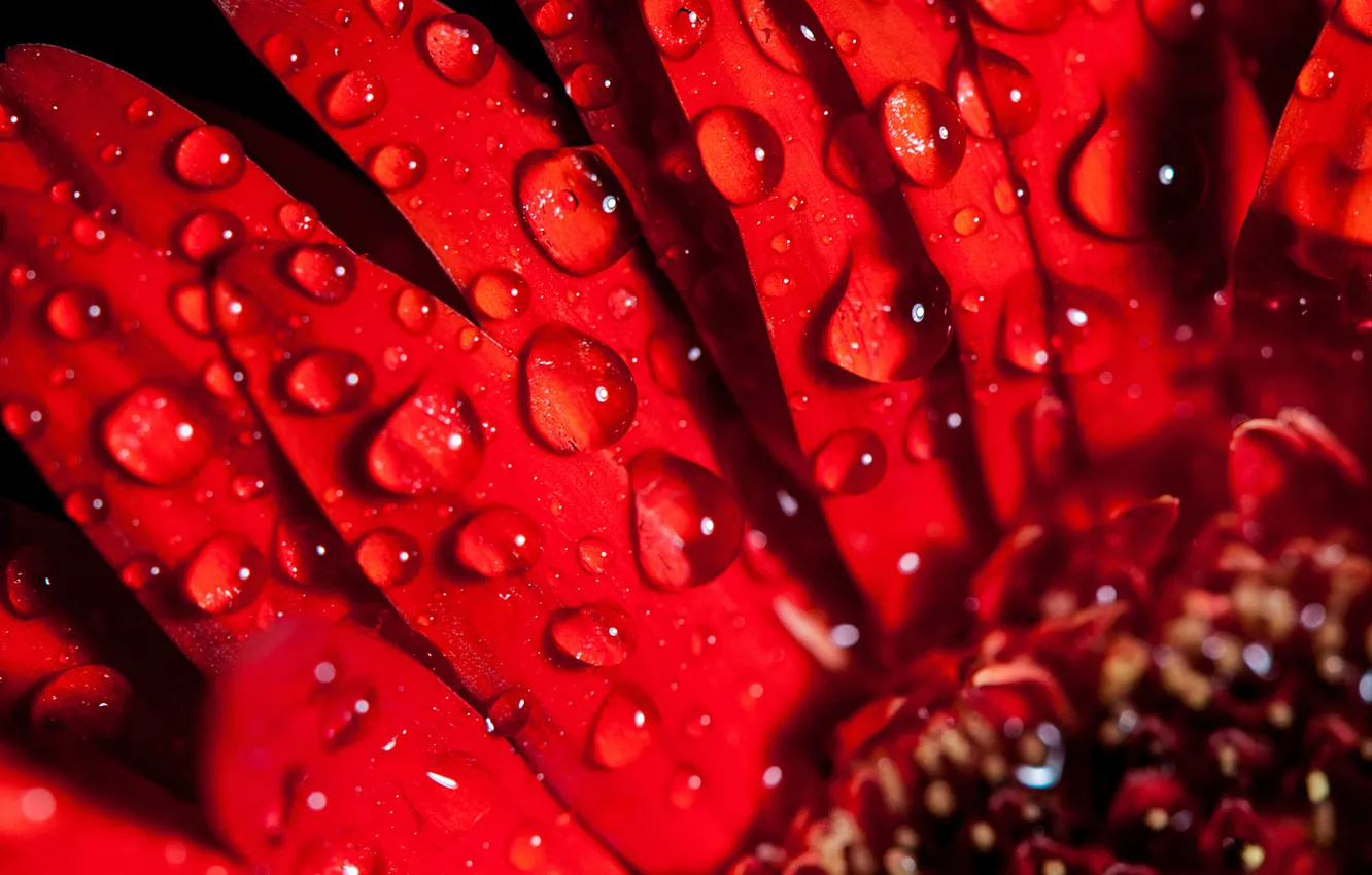 Photo wallpaper water, drops, Rosa, petals, suntok