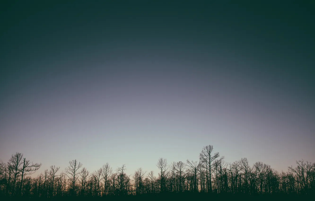 Photo wallpaper the sky, trees, silhouette, twilight