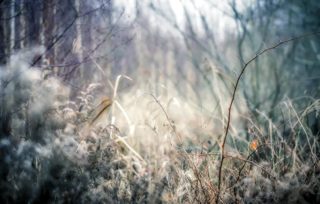 Photo wallpaper forest, nature, background