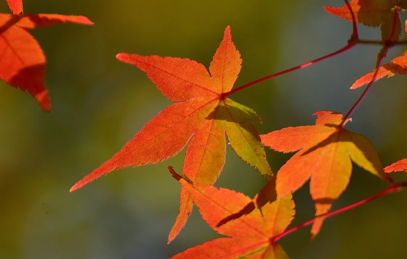 Photo wallpaper autumn, leaves, macro, maple, the crimson