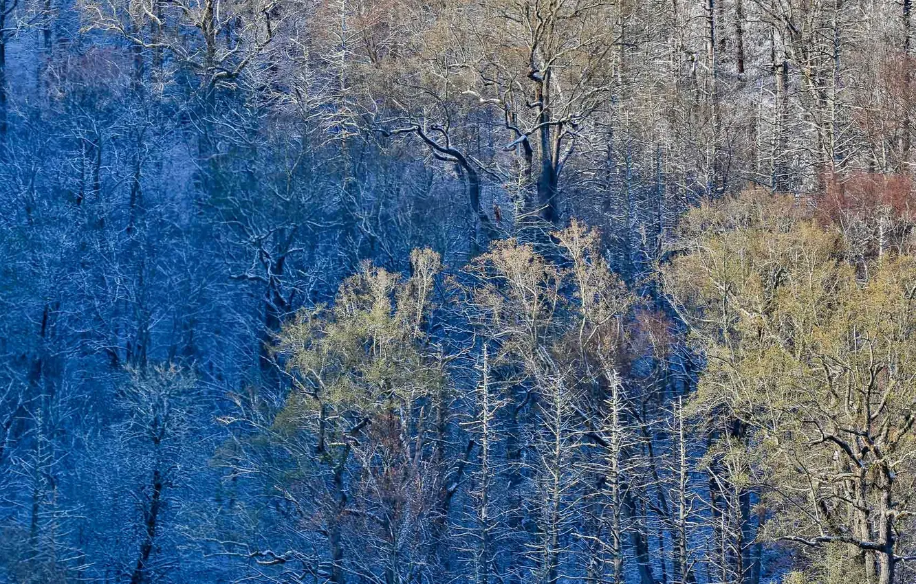 Photo wallpaper forest, trees, paint, USA, Great Smoky Mountains National Park, Newfound Gap