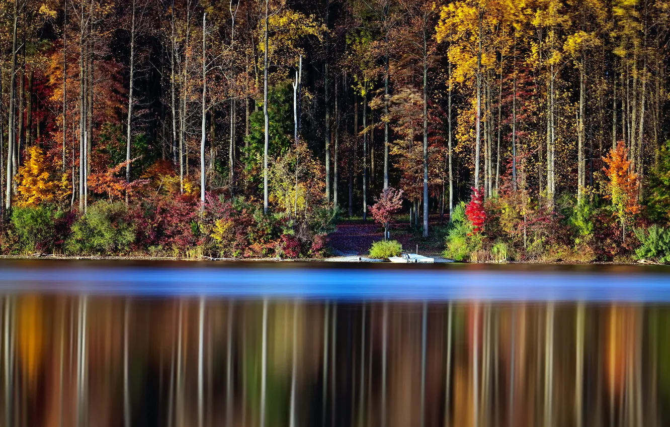 Photo wallpaper forest, nature, lake, otrozhenie