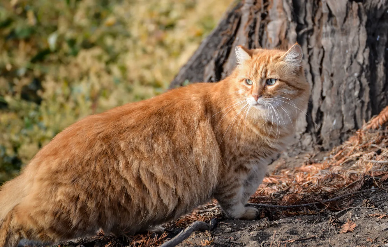 Photo wallpaper fluffy, Kote, red cat