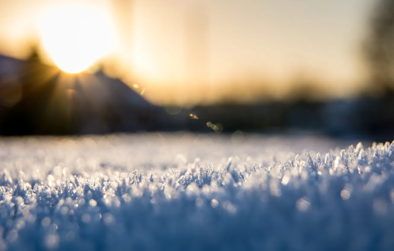 Photo wallpaper macro, snow, nature