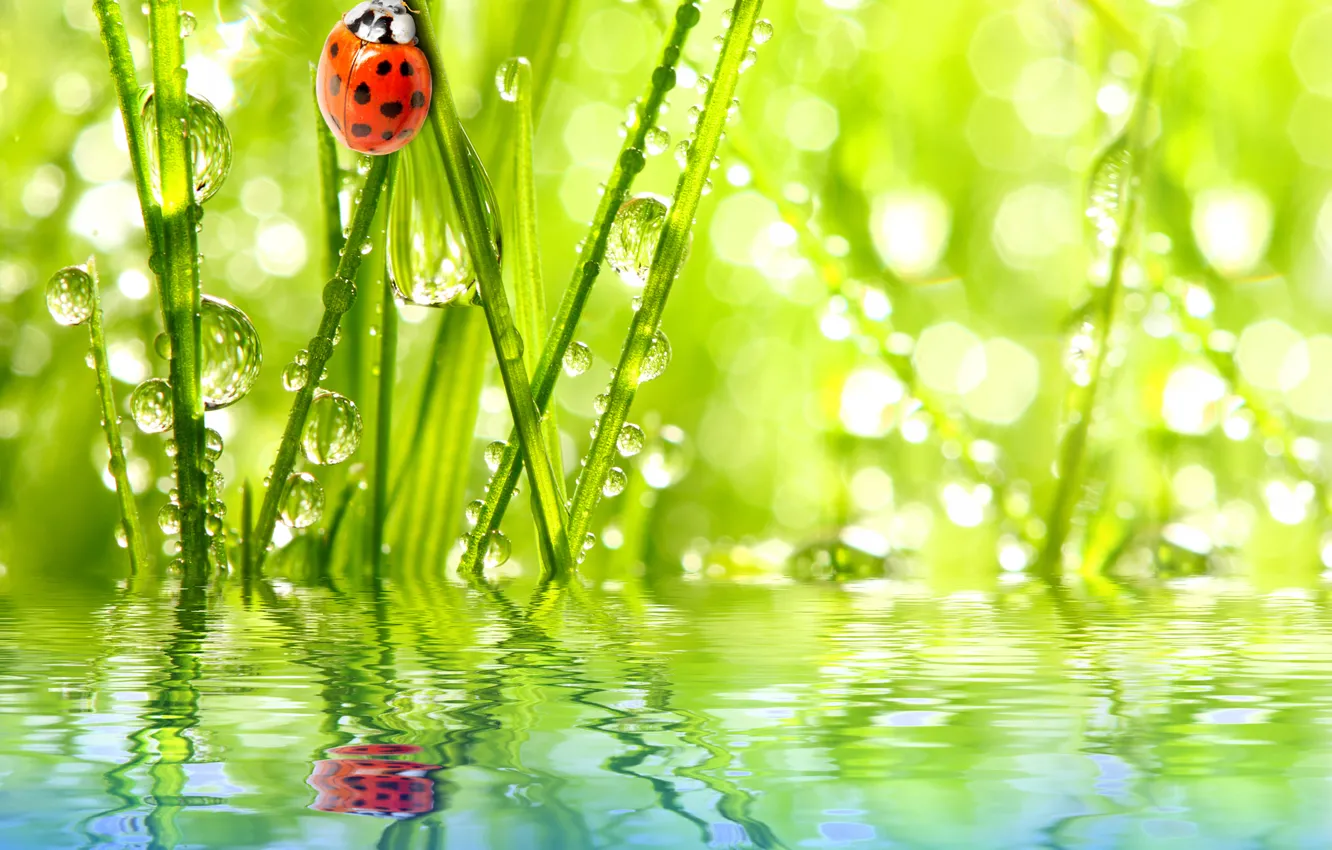 Photo wallpaper the sky, grass, water, drops, Rosa, reflection, ladybug, insect