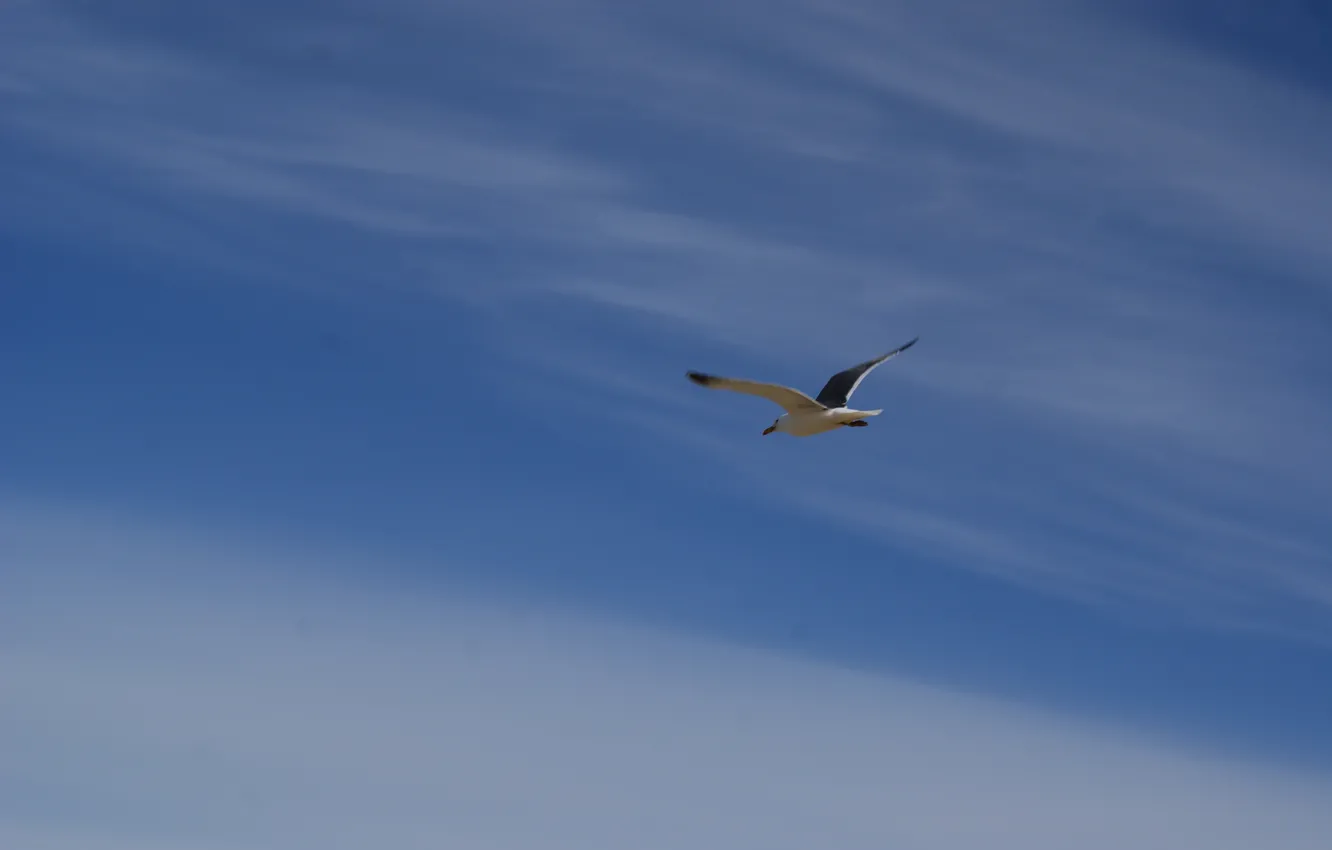 Photo wallpaper the sky, flight, wings, Seagull