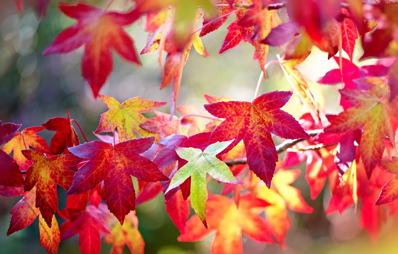 Photo wallpaper autumn, leaves, branches, red, bright, colorful, the colors of autumn, bokeh