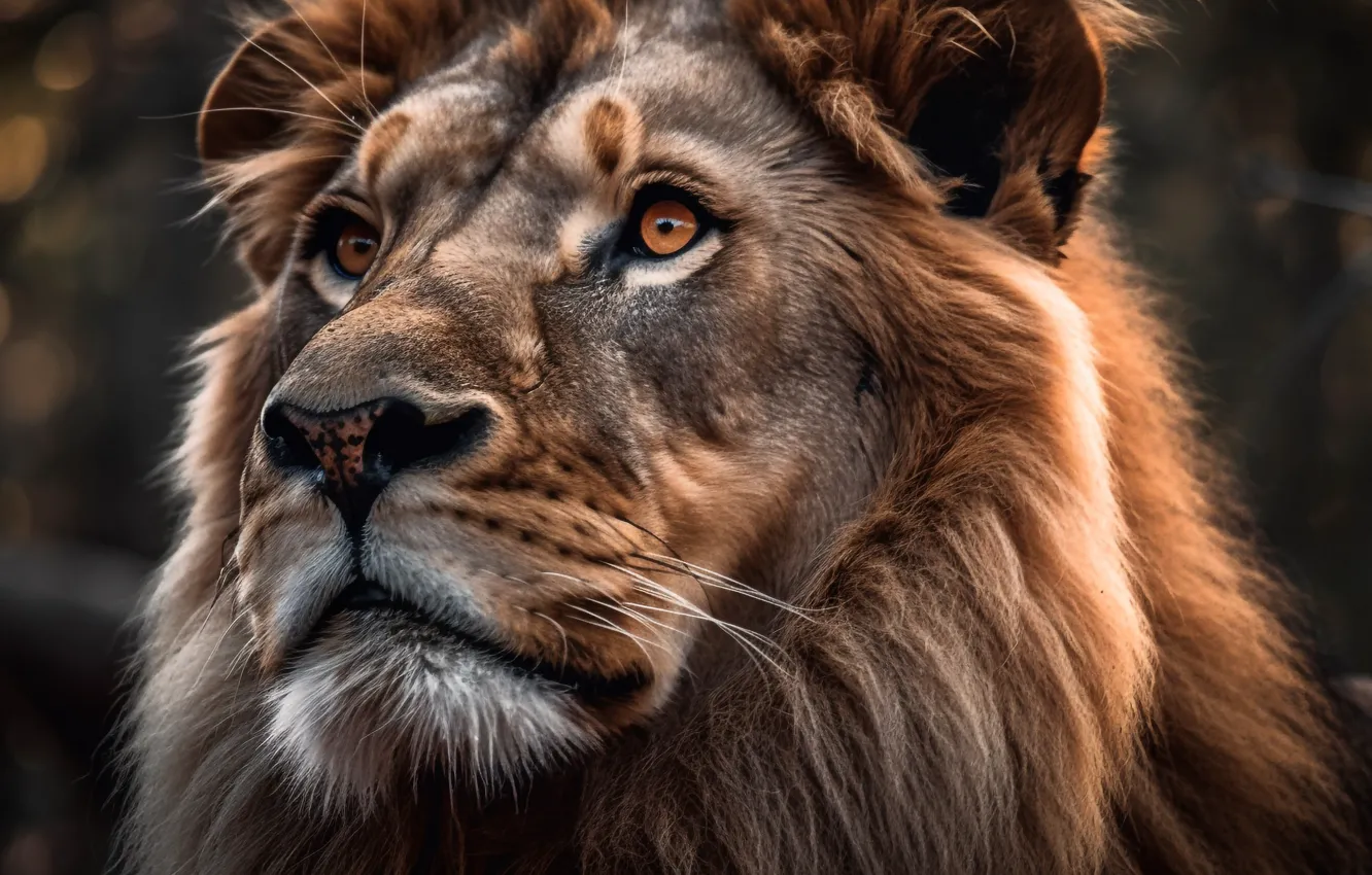 Photo wallpaper look, face, portrait, Leo, digital art, AI art, The Art of Artificial Intelligence, neural network