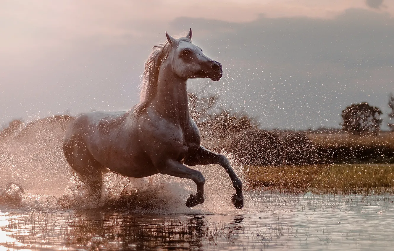 Photo wallpaper squirt, horse, running
