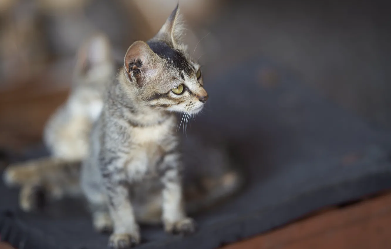 Photo wallpaper cat, background, muzzle