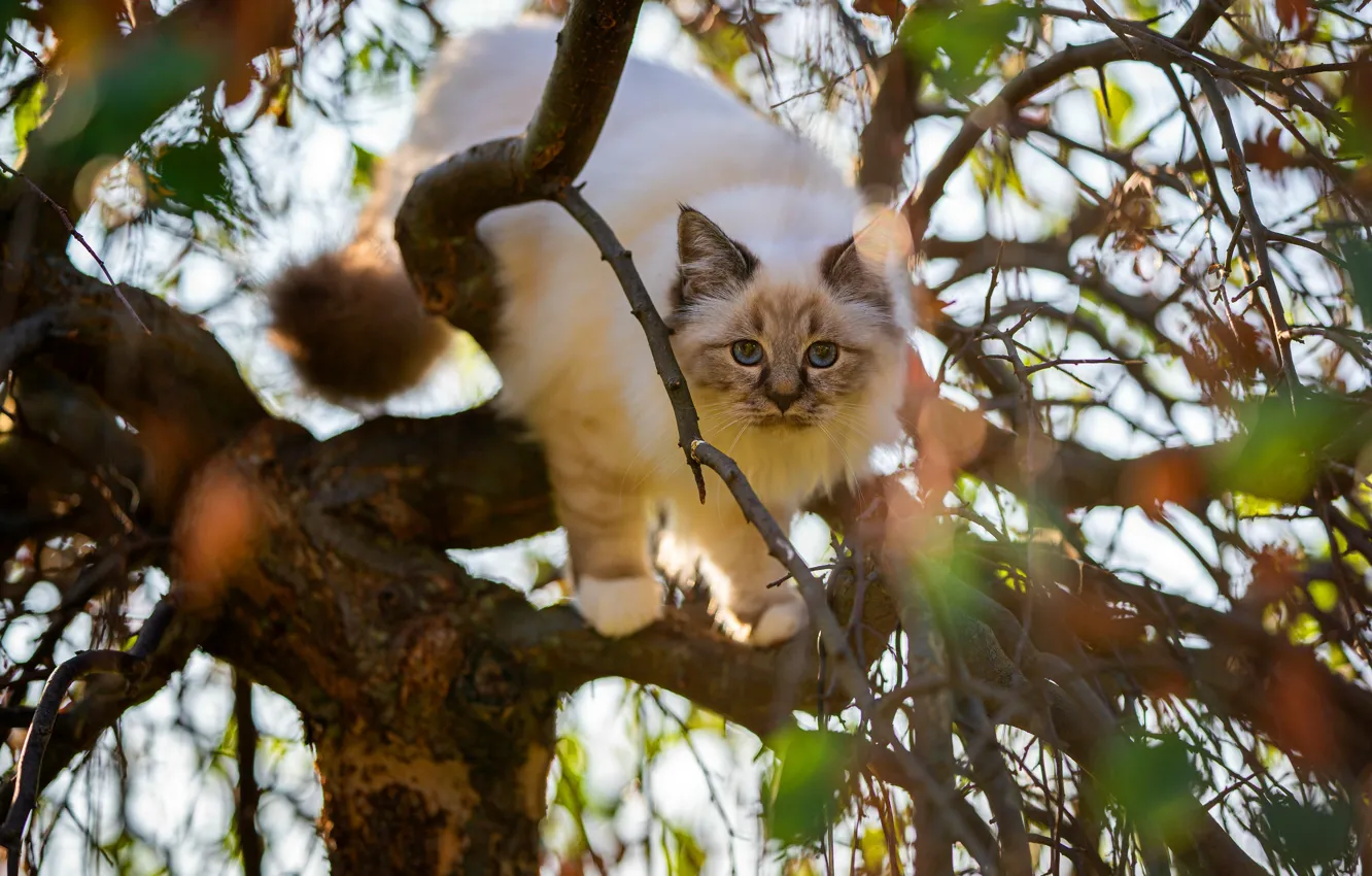 Photo wallpaper cat, cat, look, leaves, branches, pose, kitty, tree