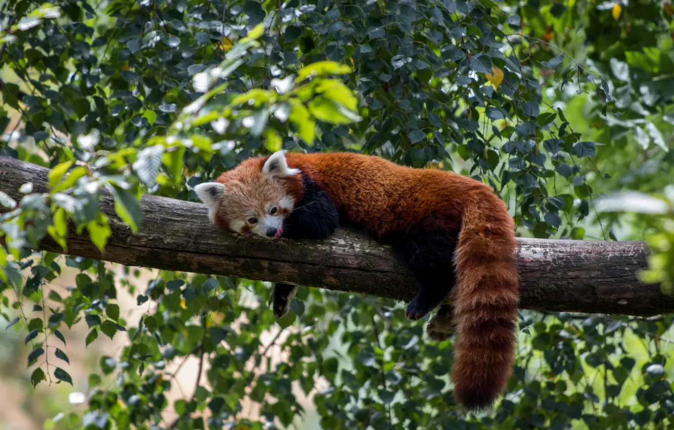 Photo wallpaper branches, tree, stay, foliage, red Panda, red Panda