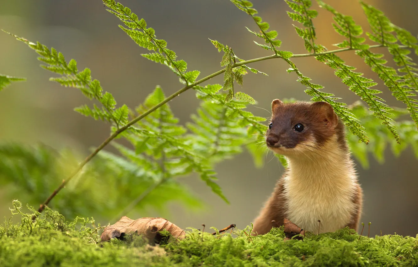 Photo wallpaper leaves, nature, muzzle, fern, marten