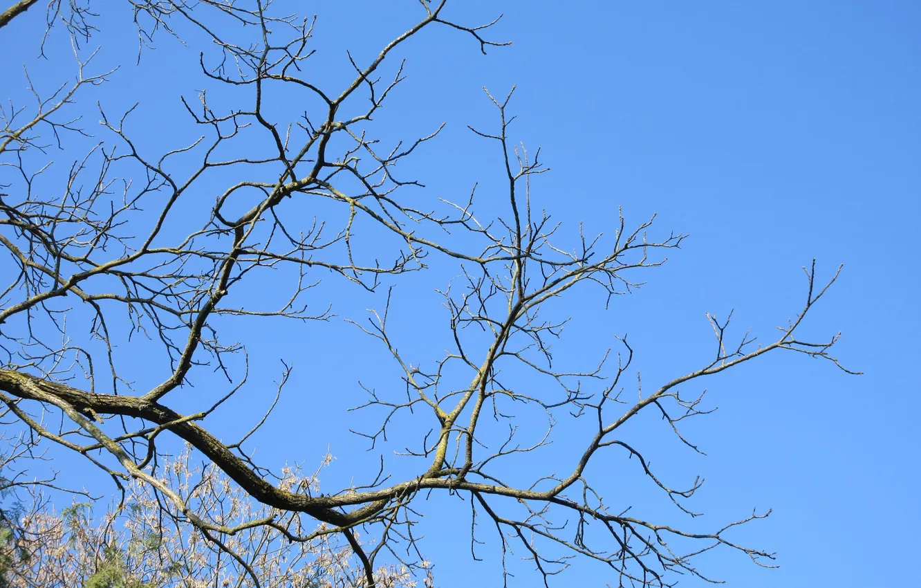 Photo wallpaper the sky, branches, twigs, spring 2018, Mamala ©