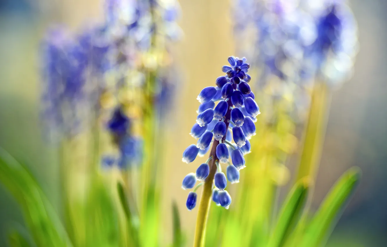 Photo wallpaper flowers, background, spring, blue, bokeh, blurred background, Muscari, hyacinth mouse