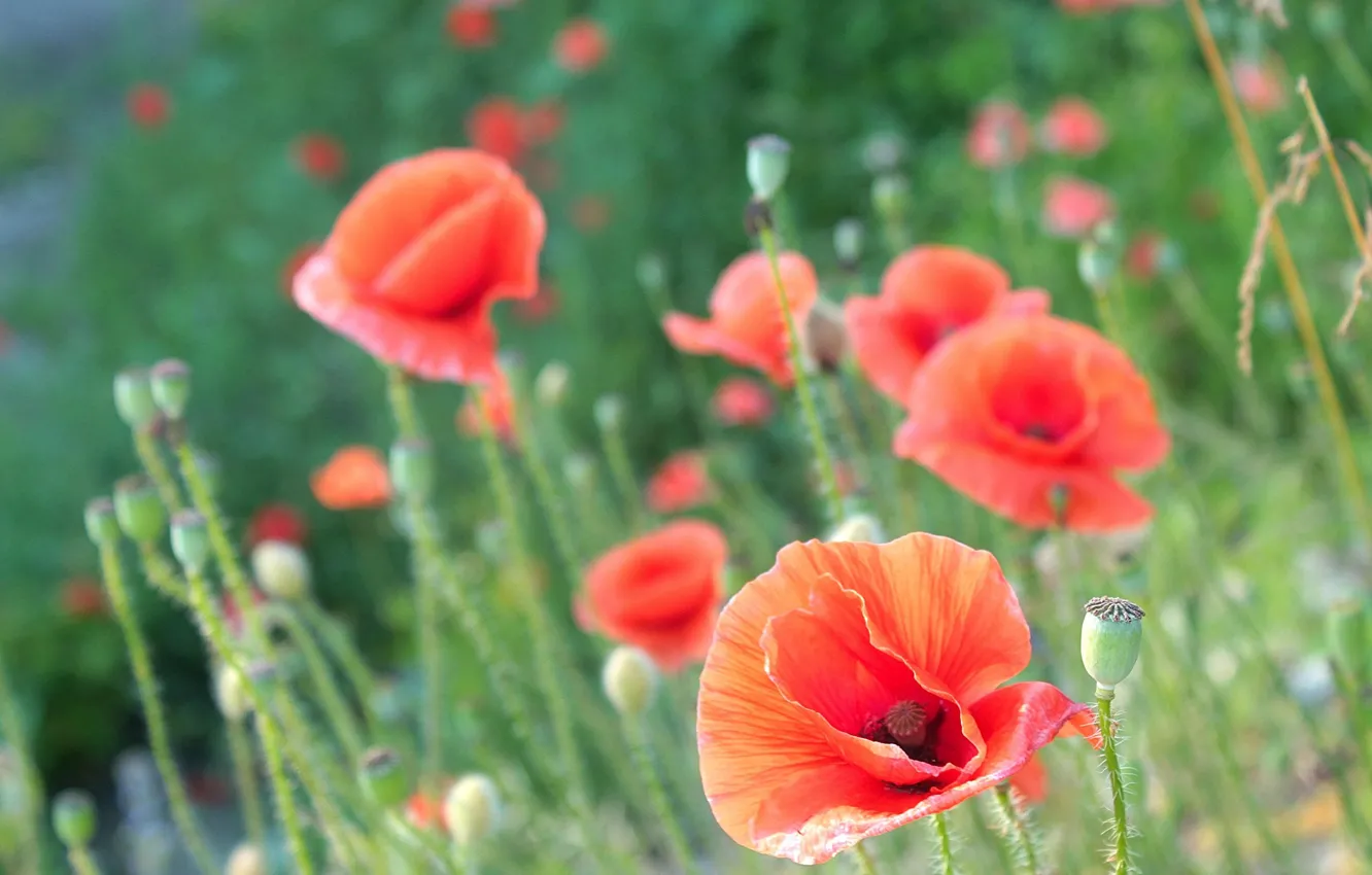 Photo wallpaper red, flower, poppy, meadow, blooming