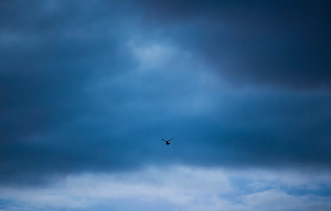 Photo wallpaper the sky, bird, minimalism