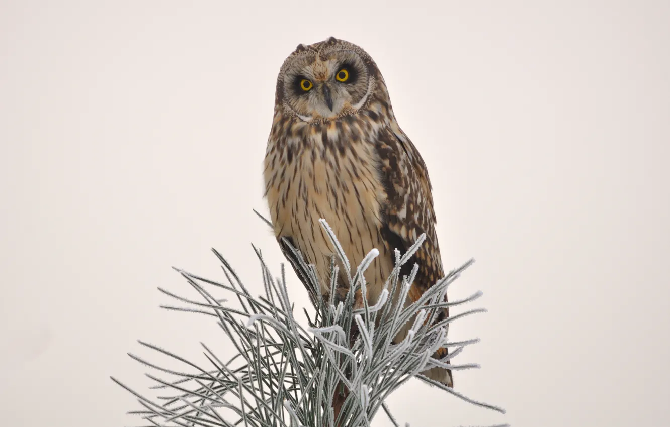 Photo wallpaper snow, needles, tree, owl, bird, needles