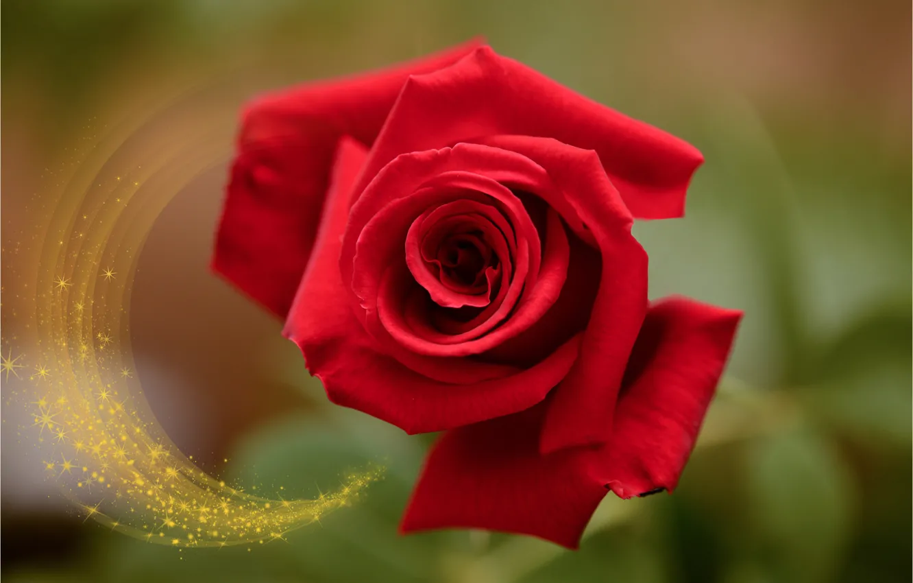 Photo wallpaper macro, red, background, roses, buds, scarlet