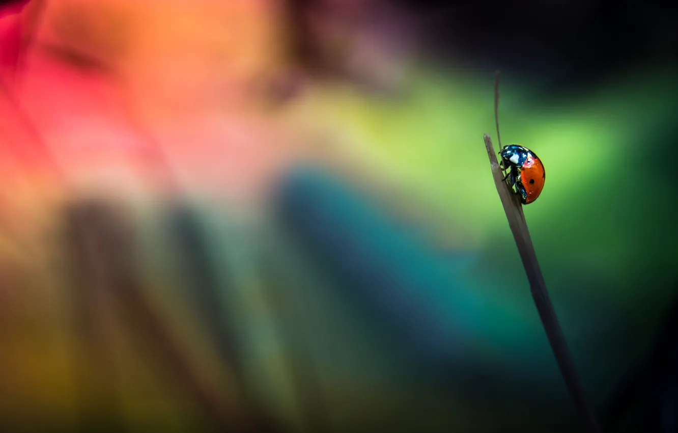 Photo wallpaper background, ladybug, insect, a blade of grass