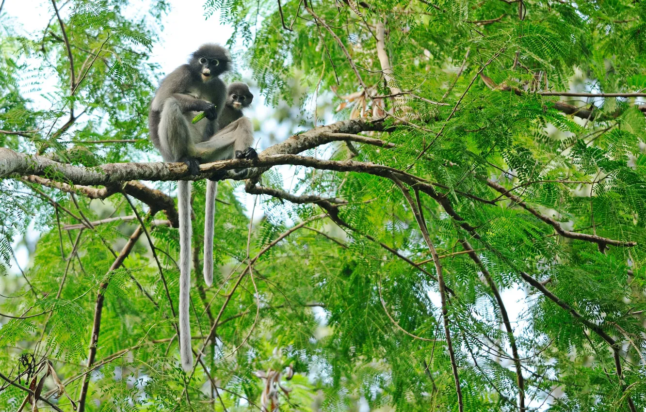 Photo wallpaper trees, branches, tropics, monkey