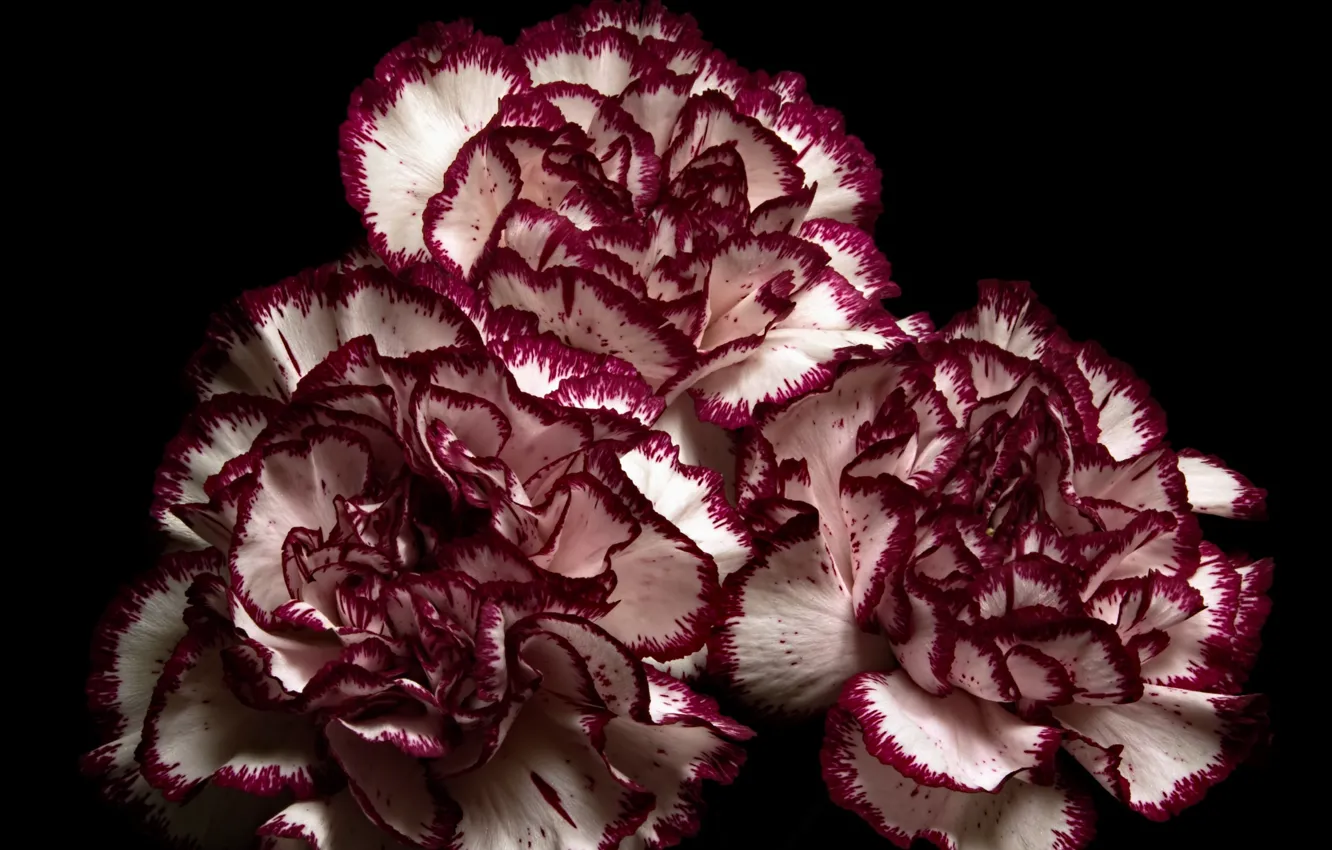 Photo wallpaper flowers, background, clove