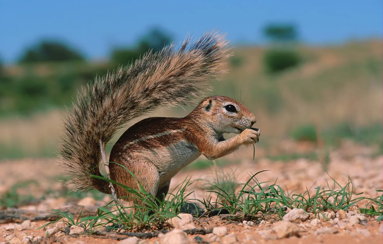 Photo wallpaper the sky, grass, earth, rodent, earthy squirrel