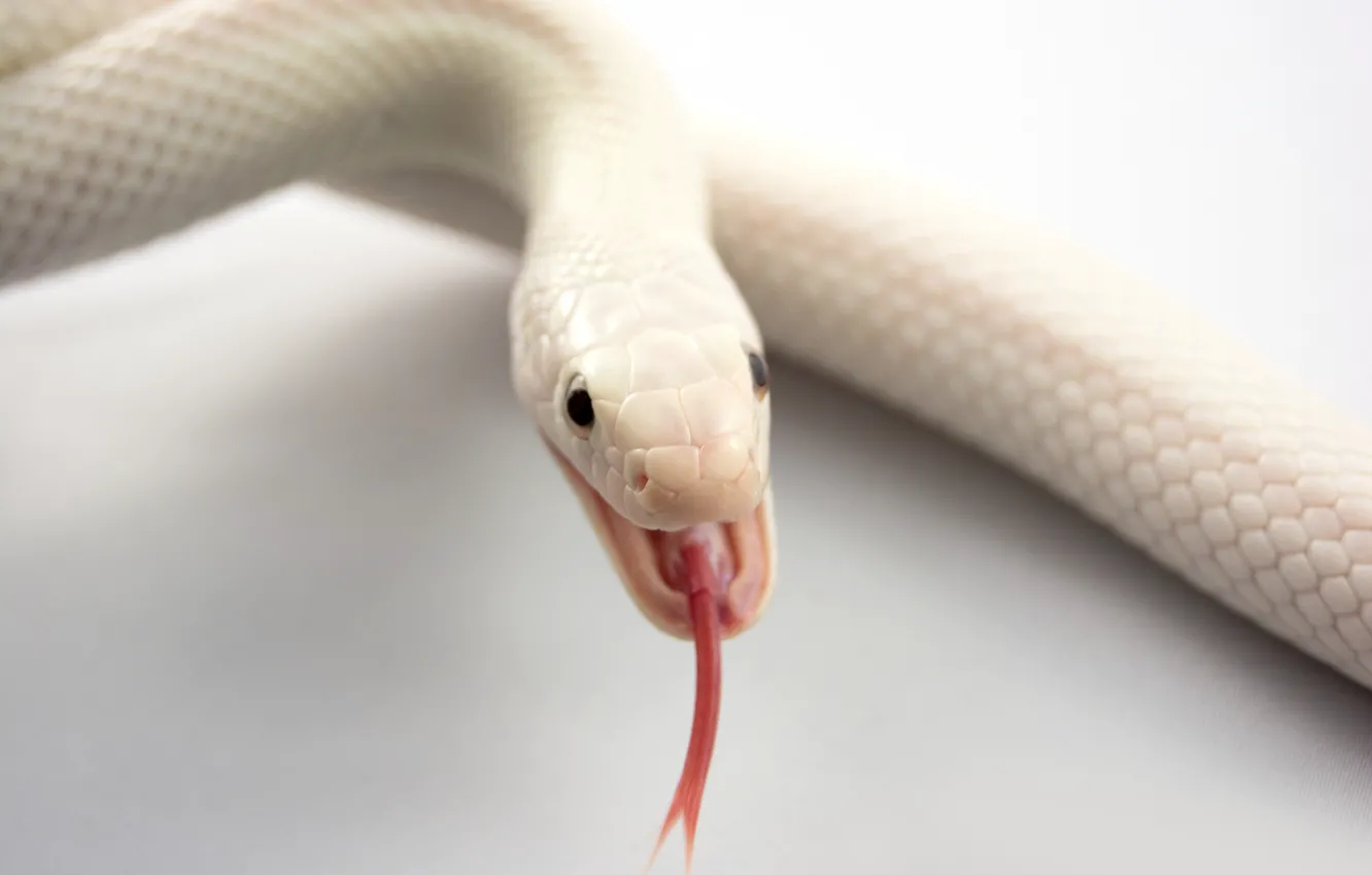 Photo wallpaper language, snake, mouth, albino