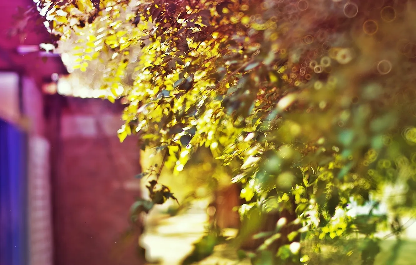 Photo wallpaper greens, branches, bokeh, blurred, warm colors