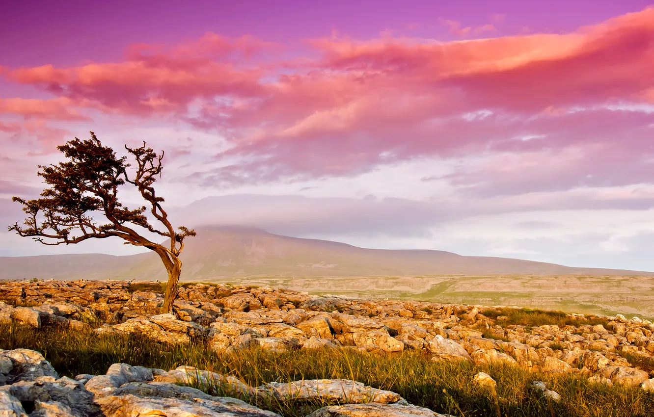 Photo wallpaper the sky, trees, stones, valley