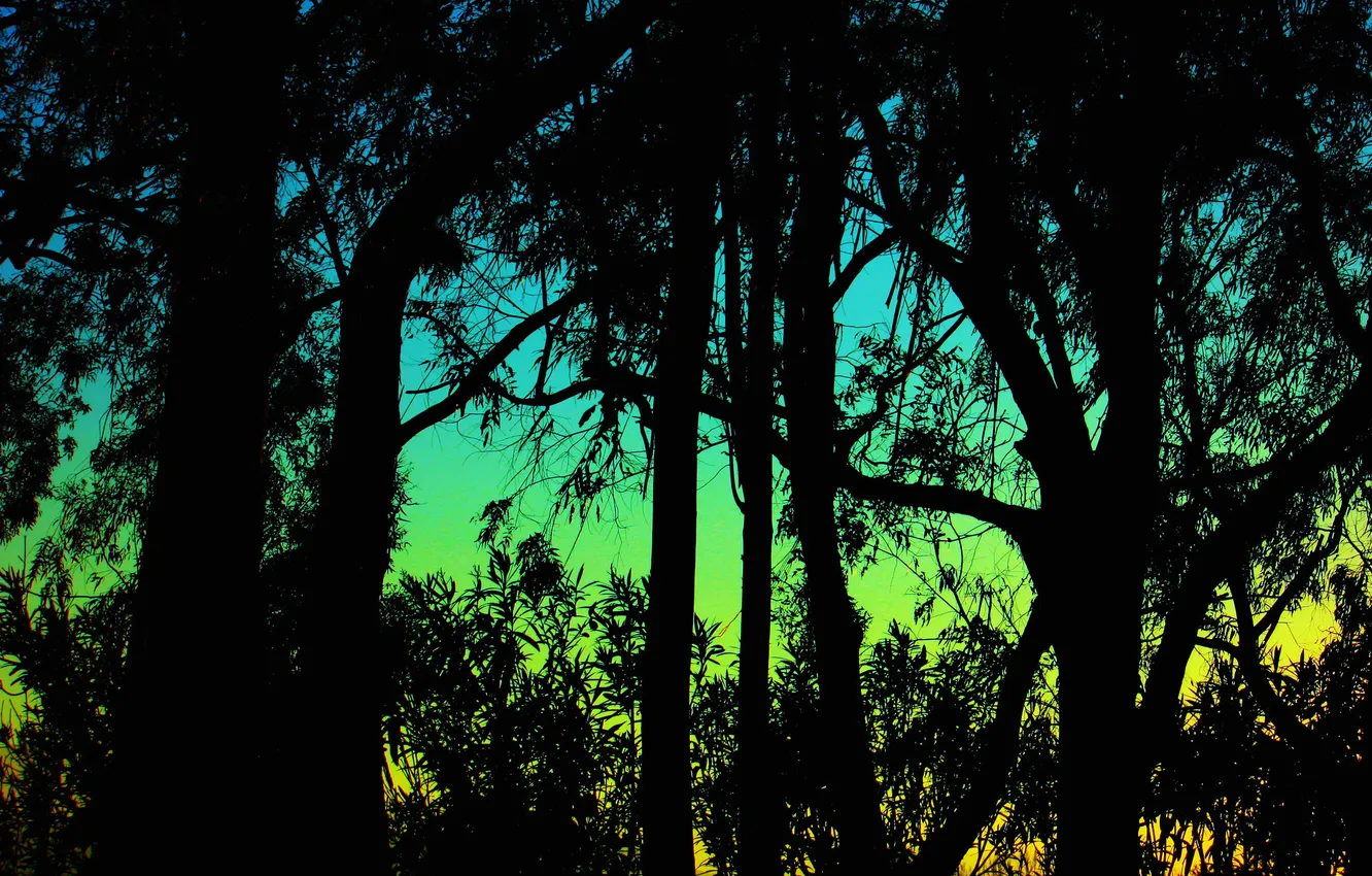 Photo wallpaper the sky, trees, silhouette, glow