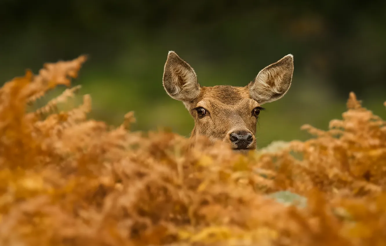 Photo wallpaper autumn, nature, DOE