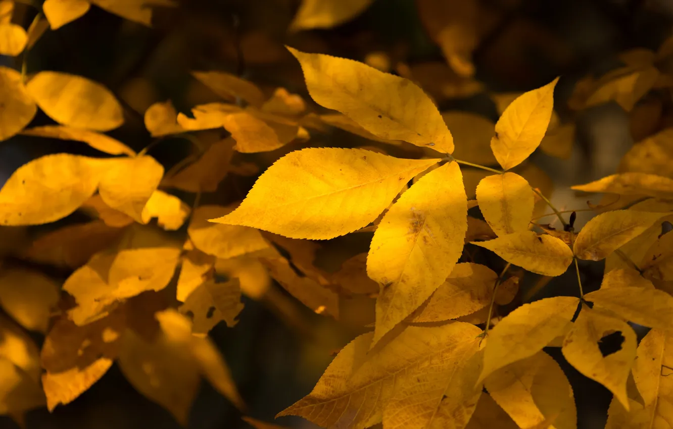 Photo wallpaper autumn, leaves, nature