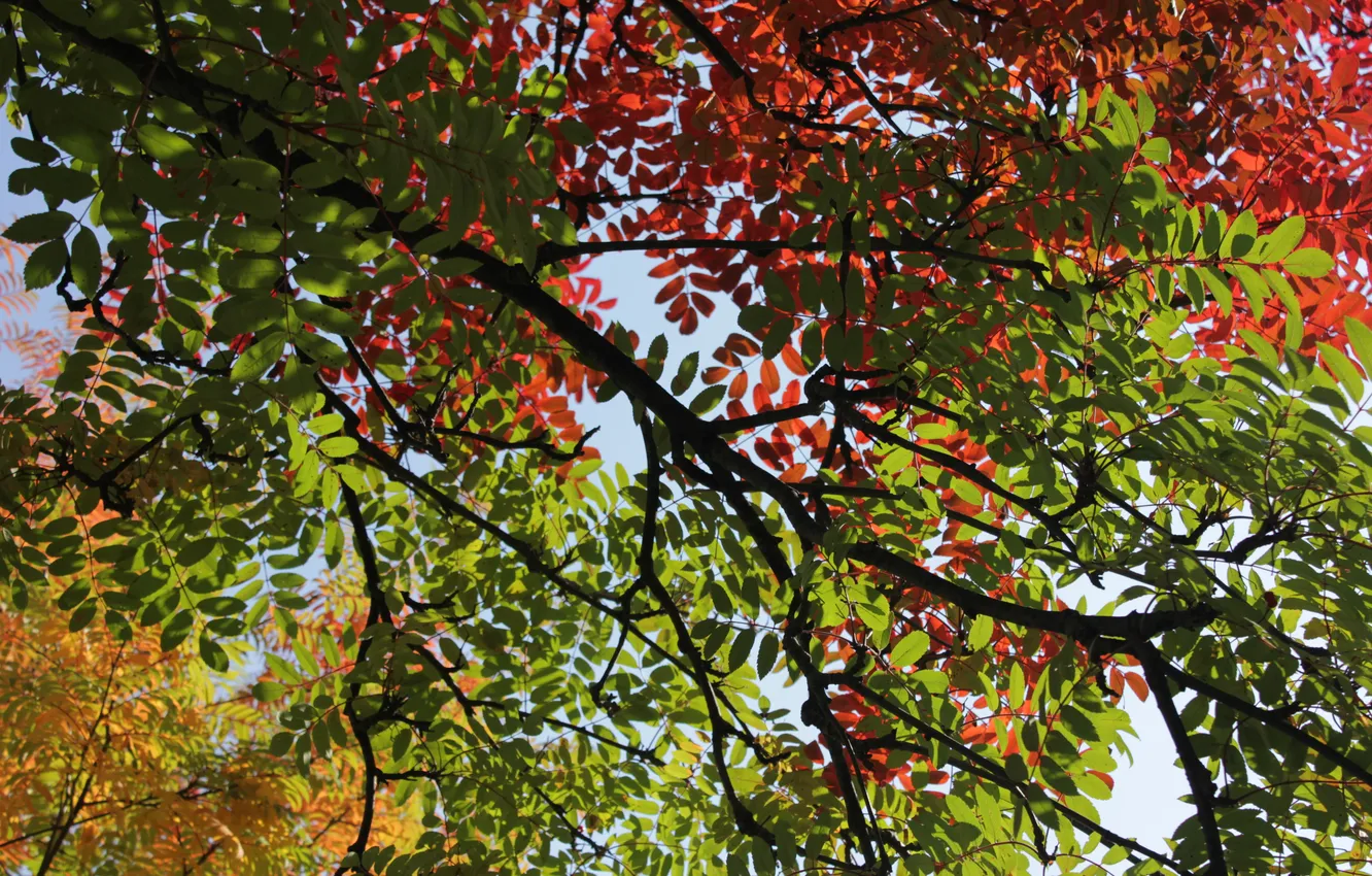 Photo wallpaper autumn, leaves, traffic light, Rowan