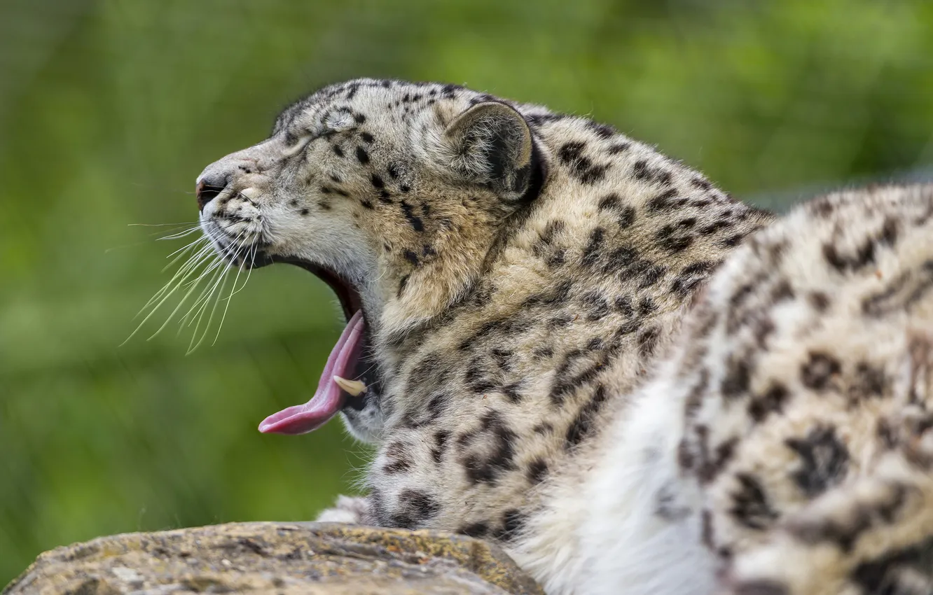 Photo wallpaper language, cat, IRBIS, snow leopard, yawns, ©Tambako The Jaguar