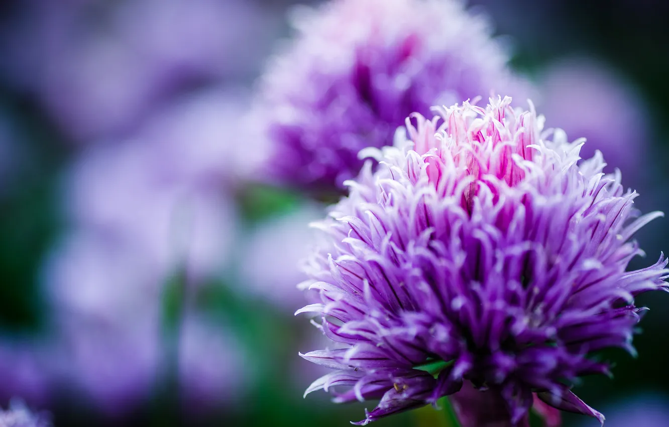 Photo wallpaper macro, flowers, bow, lilac, bokeh