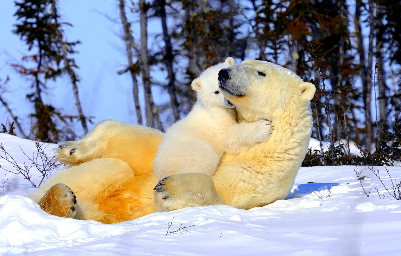 Photo wallpaper snow, trees, tenderness, bear, weasel, mom, polar bears