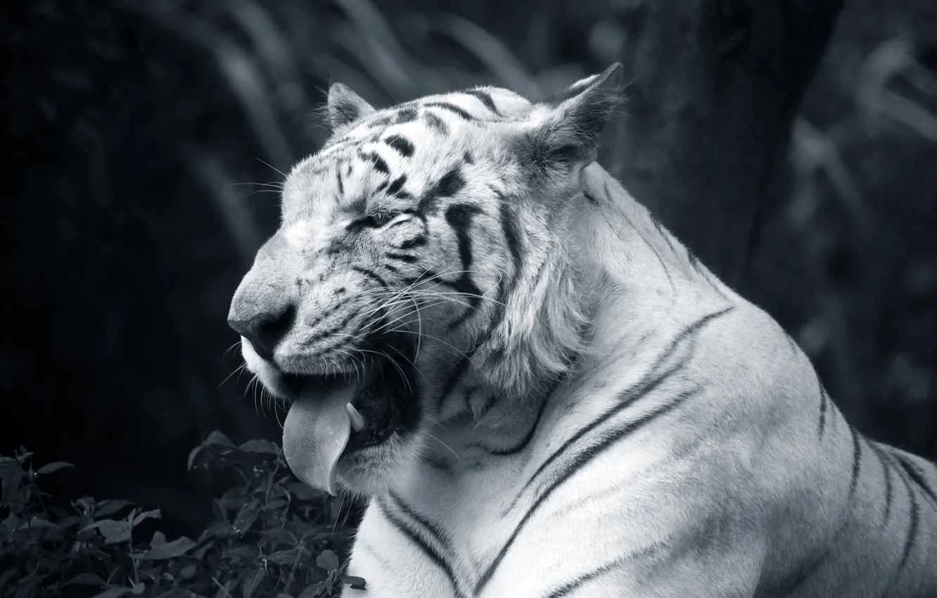 Photo wallpaper language, white, face, tiger, black and white, bokeh
