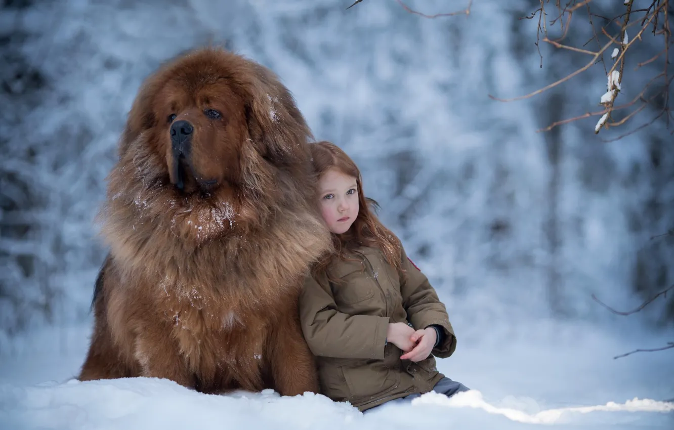 Photo wallpaper winter, snow, mood, dog, girl, friends, dog, Tibetan Mastiff