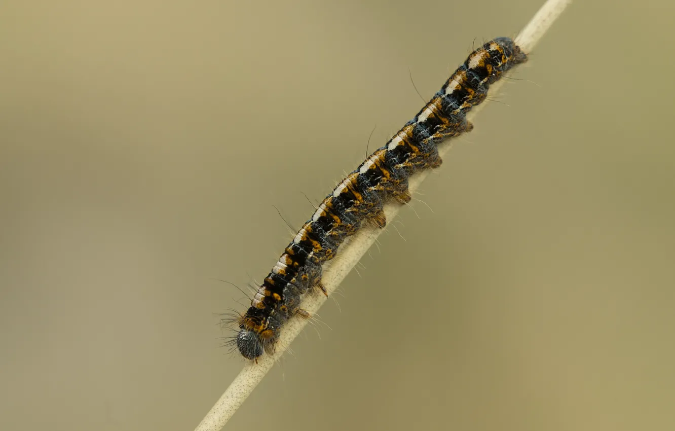 Photo wallpaper caterpillar, background, a blade of grass