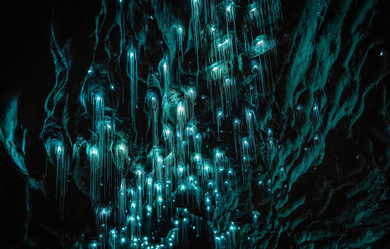 Photo wallpaper New Zealand, cave, Glowworm Caves