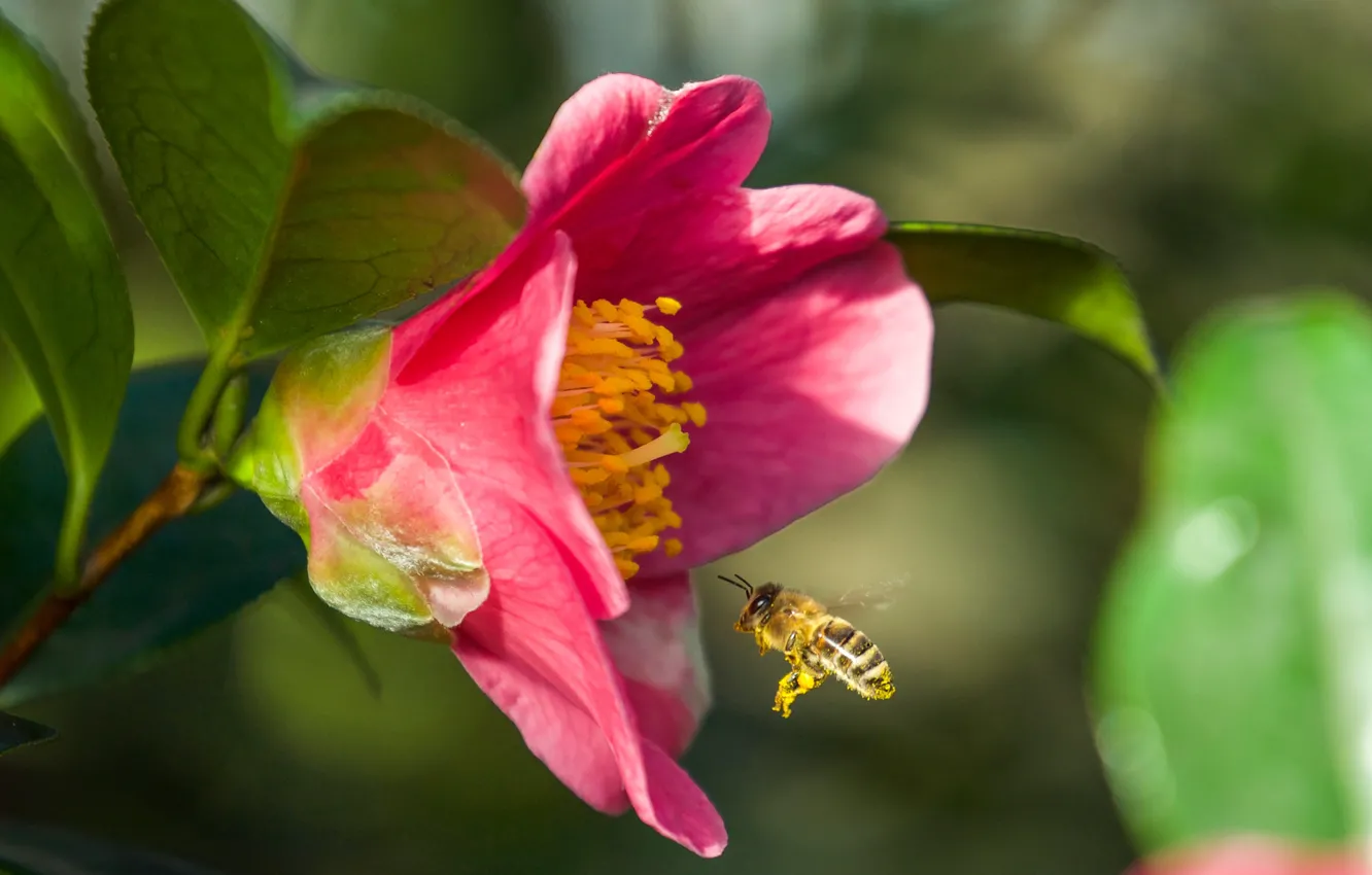 Photo wallpaper bee, pink, Camellia
